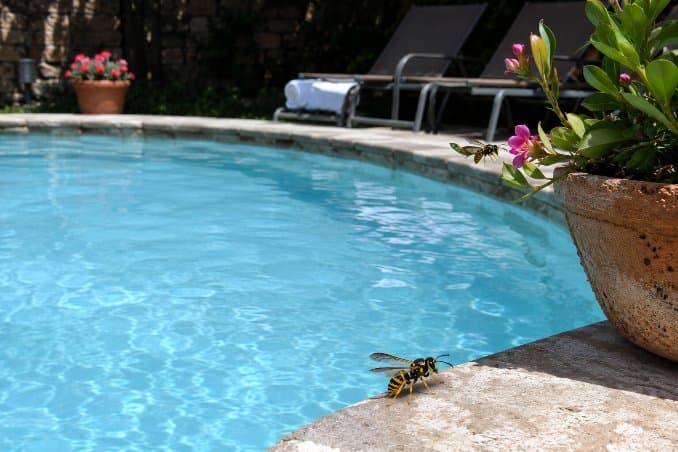 Keep Wasps Away From Pool