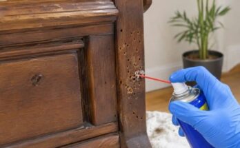 Get Rid of Woodworm From Furniture